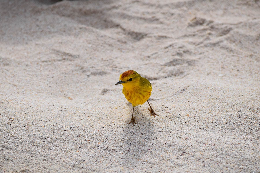A yellow warbler hops around the beach. 